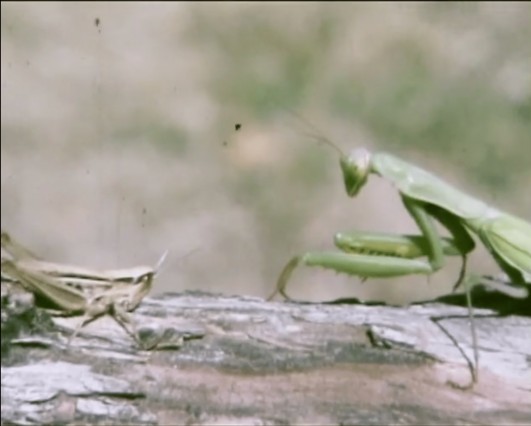 Figure 3. Still from La Bella Matadora (Miguel Angel Quintana, 1979)